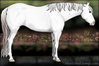 Horse Color:White Spotted Bay Appaloosa 