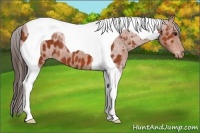 Horse Color:Bay Tobiano Appaloosa 