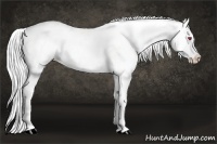 Horse Color:Palomino Chinchilla Roan Splash Appaloosa
