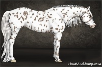 Horse Color:Silver Smoky Black Appaloosa