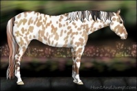 Horse Color:Bay Dun Appaloosa 