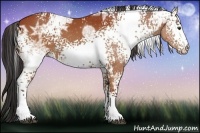 Horse Color:White Spotted Bay Ice
