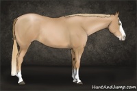 Horse Color:Chestnut Pearl Sabino Splash Rabicano 