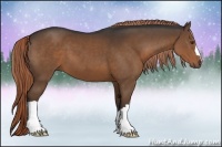 Horse Color:Liver Chestnut 