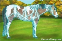 Horse Color:Thunderstruck Bay Ice Splash Tobiano