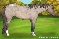 Horse Color:Bay Roan Dun Appaloosa