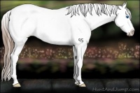 Horse Color:Smoky Blue Roan Splash Appaloosa