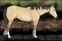 Horse Color:Amber Champagne Dun Splash 