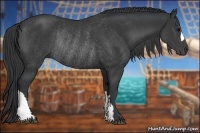 Horse Color:Black Rabicano 