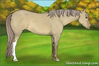 Horse Color:Chocolate Palomino Dun