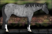 Horse Color:Blue Roan Rabicano
