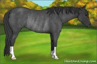 Horse Color:Blue Roan Rabicano