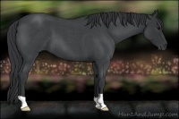 Horse Color:Blue Roan 
