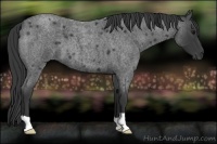 Horse Color:Blue Roan 