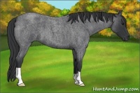 Horse Color:Blue Roan 