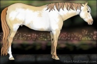 Horse Color:Red Dun Frame 