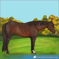 Horse Color:Liver Chestnut Rabicano 