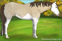 Horse Color:Amber Champagne Ice Splash 