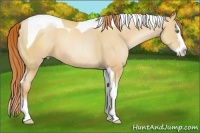 Horse Color:Classic Champagne Pearl Splash Tobiano 