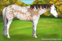 Horse Color:Amber Champagne Ice Splash 