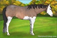 Horse Color:Buckskin Roan Splash