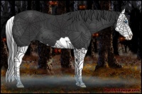 Horse Color:Smoky Black Splash 