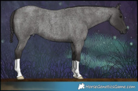 Horse Color:Smoky Blue Roan 