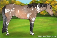 Horse Color:White Spotted Buckskin Roan 
