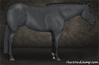 Horse Color:Blue Roan 