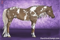 Horse Color:White Spotted Chocolate Palomino 
