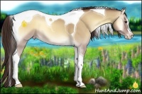 Horse Color:Classic Champagne Onyx Splash Tobiano 