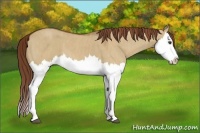 Horse Color:Red Dun Splash  Brindle