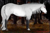 Horse Color:Silver Bay Chinchilla Sabino