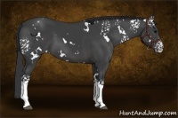 Horse Color:White Spotted Black