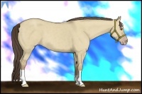 Horse Color:Classic Cream Champagne Dun 