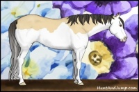 Horse Color:Buckskin Dun Splash 