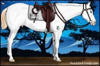 Horse Color:Amber Cream Champagne Dun Appaloosa 