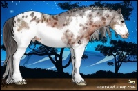 Horse Color:White Spotted Bay Sabino Frame Appaloosa Rabicano