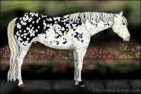 Horse Color:Watercolor Chestnut Appaloosa 