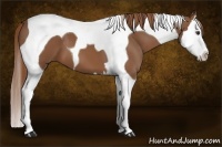 Horse Color:Chestnut Splash Tobiano 