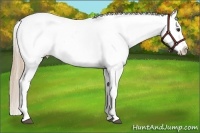 Horse Color:Chestnut Appaloosa