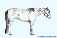 Horse Color:Smoky Black Sabino 