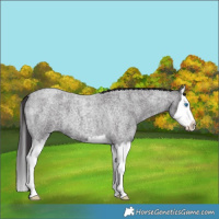 Horse Color:Smoky Blue Roan Splash 