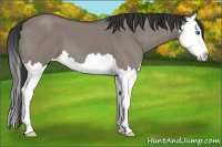 Horse Color:Grullo Roan Splash 