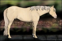 Horse Color:Gold Cream Champagne Roan 