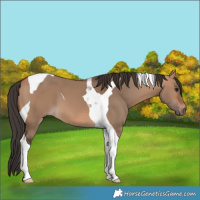 Horse Color:Bay Dun Tobiano 