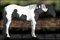 Horse Color:Black Tobiano 