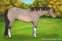 Horse Color:Buckskin Roan Tobiano 