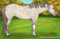 Horse Color:Bay Roan Dun Tobiano Appaloosa 