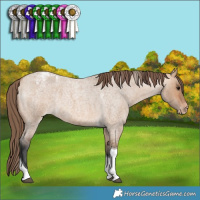 Horse Color:Bay Roan Dun Tobiano Appaloosa